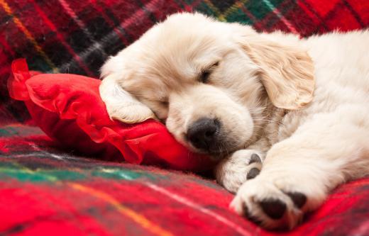 Urine leakage reaches its peak when the dog is lying down or sleeping.