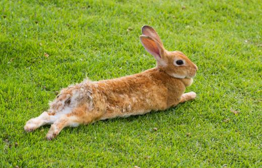 Rabbits have large ears, which are useful in detecting predators.