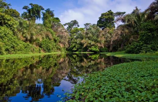 The rain forest is home to many snake species.