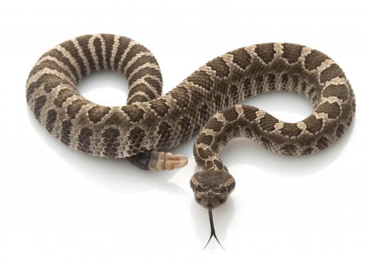 The Northern Pacific rattlesnake is a species of pit viper.