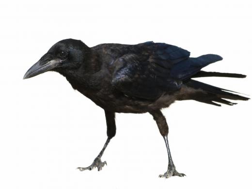 A raven.