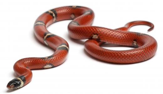 A scarlet kingsnake.