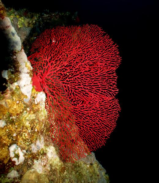 Red chlorophyll comes from microscopic plants that grown in small colonies on coral.