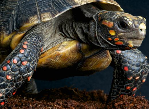 There are dozens of species of tortoises, including the Russian tortoise.