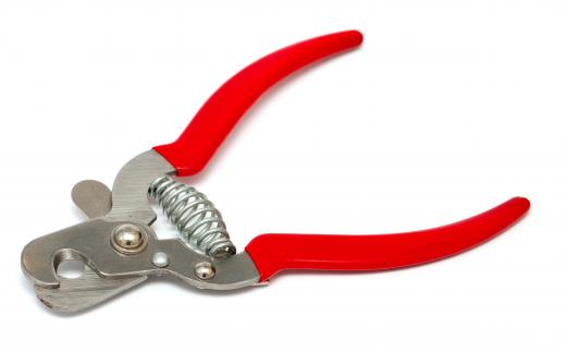 Pet nail clippers may be used to clip a dog's nails.