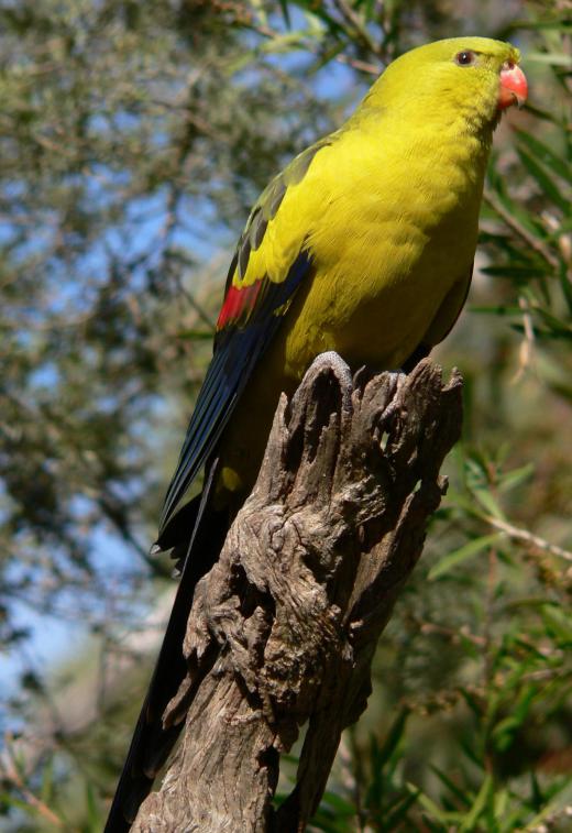 Parrot nest boxes are ideally made of wood.