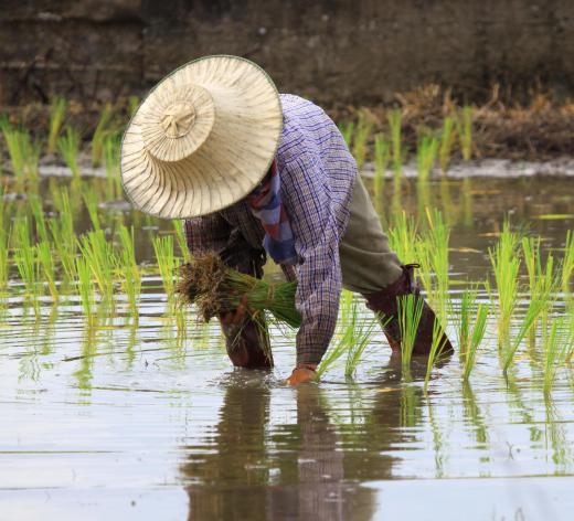 Azolla is used as a nitrogen fertilizer in rice paddies.