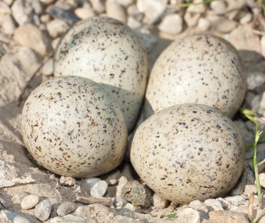 Between April and July, ringed plovers will lay nests of about four brown speckled eggs.