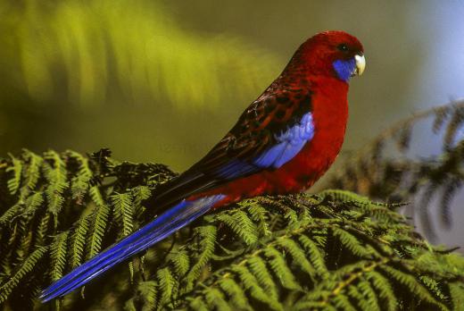 Australia is home to many species of parrots and parakeets, including the Rosella parrot.