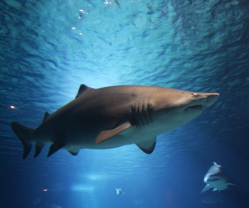 Sand tiger shark embryos are known to cannibalize one another in the womb.