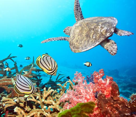 Sea turtle swimming near a coral reef.