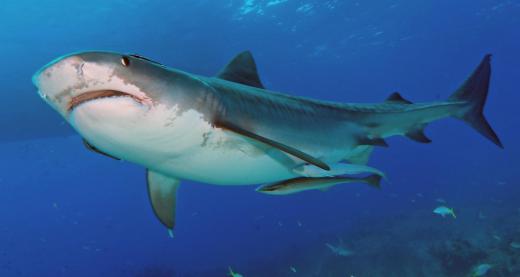 Sharks prey on gray whales.