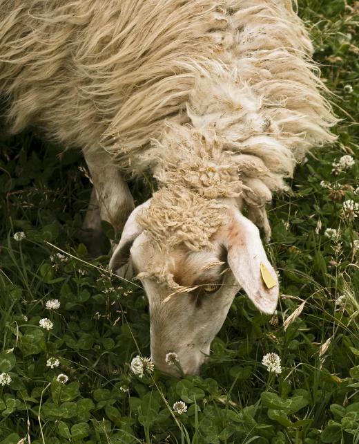 Sheep often receive hormonal implants to help them grow.