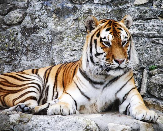 Sumatran tigers are found throughout Indonesia.