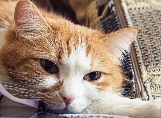 If your pet becomes ill, insurance may help pay for treatment.