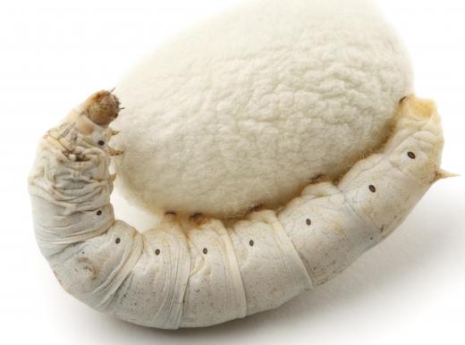 The silkworm spins a cocoon in which to metamorphosize into a silkmoth.