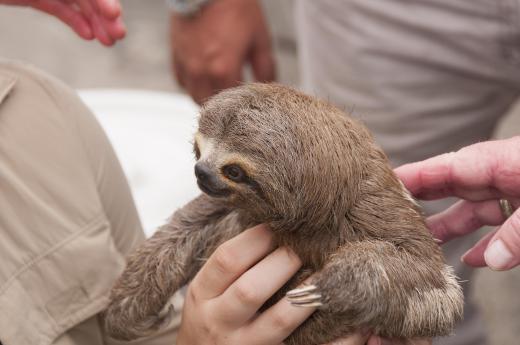 Three-toed sloths live in South and Central America.