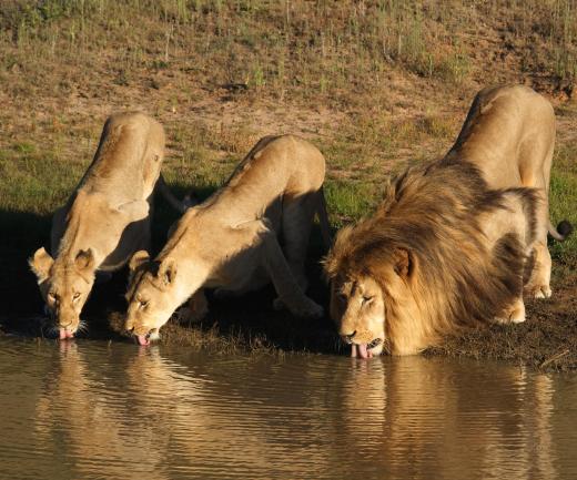 Lions are social and may have up to six members in a group.