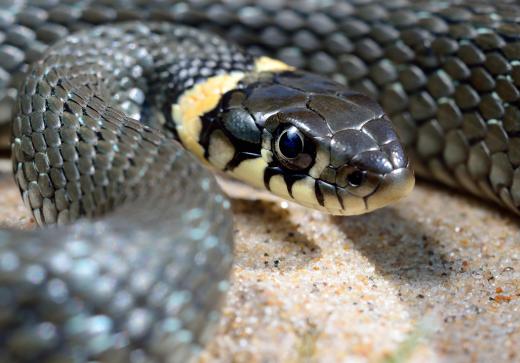 A ringneck snake has a bright ring below its head.