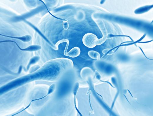 If an ovum is exposed to sperm from more than on male, sperm competition has occurred.