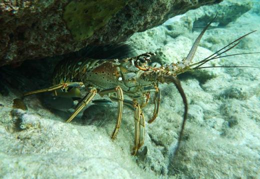 The body of the spiny lobster is covered in pointy spines for defense.