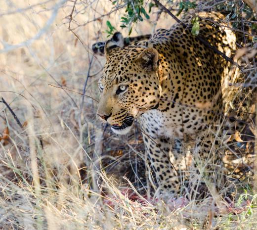 Cheetahs can be recognized by their distinctive orange and black coats.