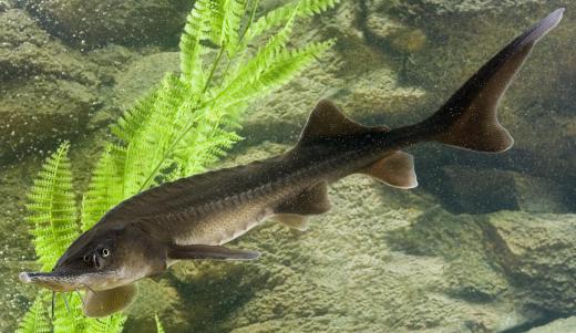 A sturgeon is a member of the Acipenseridae family of fish.