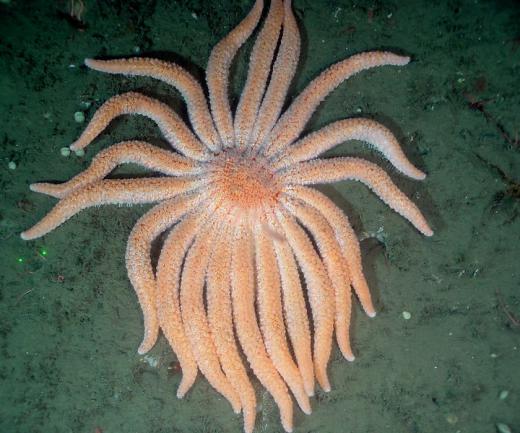 The sunflower starfish has the impressive ability to extend its stomach out of its mouth in order to externally digest certain prey.