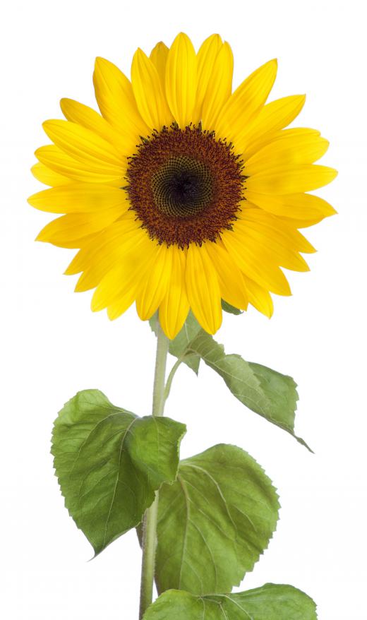 A sunflower.