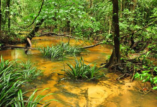 Wetland water tables usually are close to the surface.