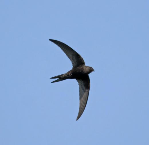 Swifts use saliva to glue their nests together.