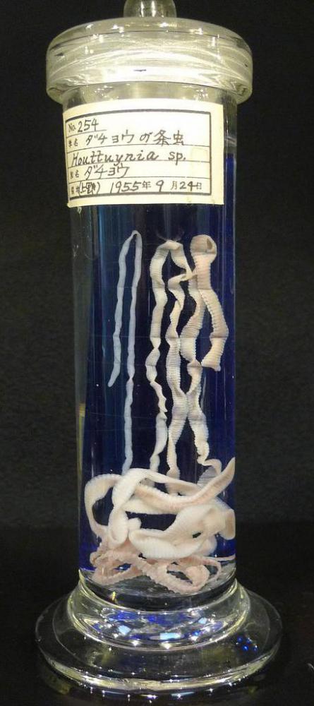 Healthy, mature tapeworms can reach up to 20 feet in length.