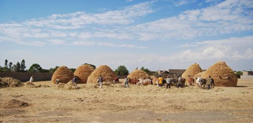 A popular food staple in Ethiopia for centuries, teff is a a cereal grain native to Northeastern Africa and Southwestern Arabia.