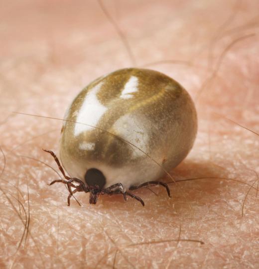 A tick that is in the nymph stage of development may be referred to as a seed tick.