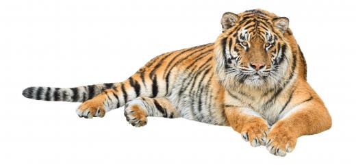 Bengal tigers live in rainforest areas of China and India.