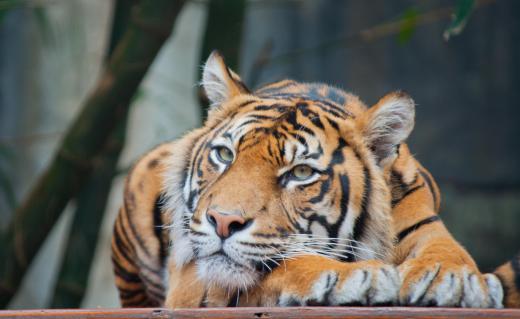 Tigers are generally orange with black stripes.