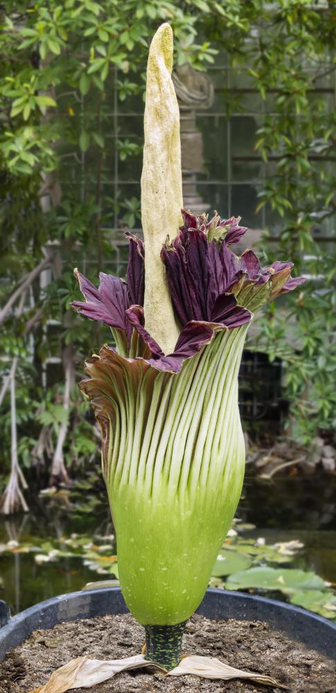 The titan arum has the largest flowering structure in the world.