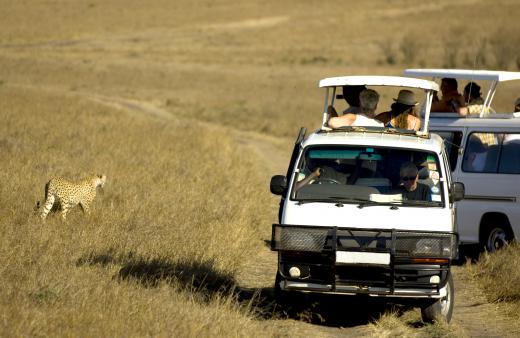 Tourists viewing animals in a wildlife sanctuary.