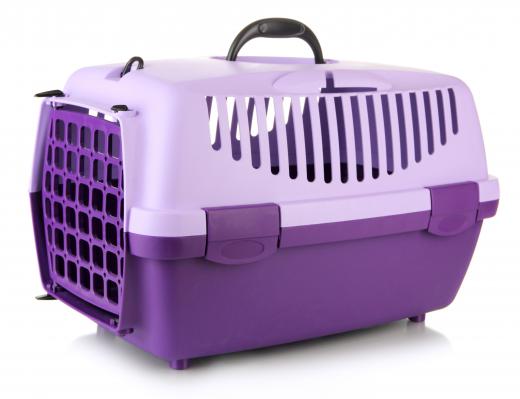 Small pets should be kept in a carrier to protect them while traveling.