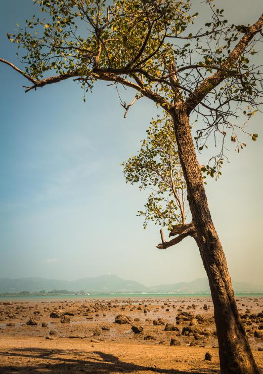 Some snakes live in hot, dry areas like deserts.