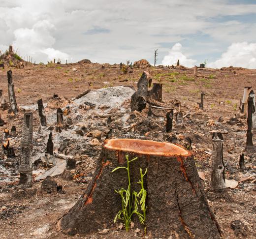 Widespread deforestation is believed to have contributed to a rise in carbon dioxide levels.