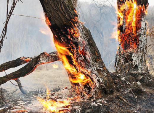 Fires have contributed to the endangerment of some tree species.