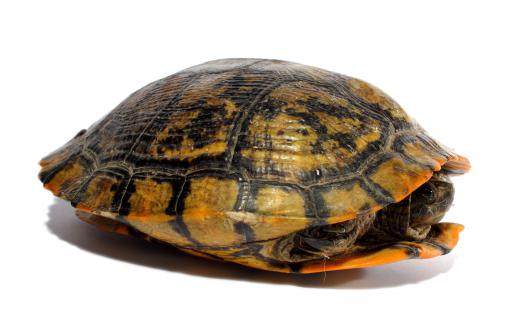 There are more than 400 known turtle species.