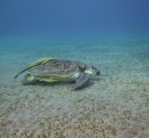 Sea turtles feed on seagrass, ensuring that the plant doesn't overwhelm the ocean floor.