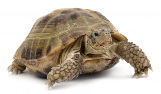 A terrestrial turtle.