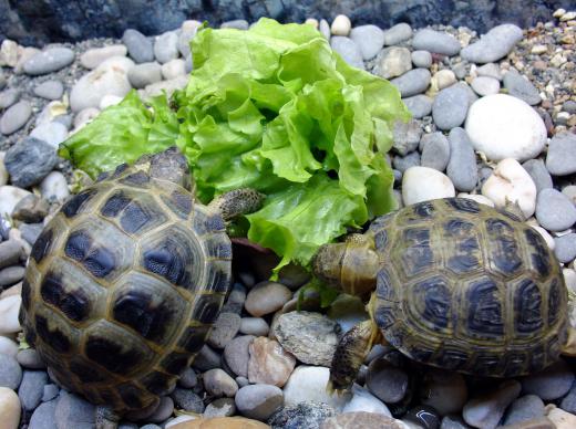 Some herbivore and omnivore turtles love greens.