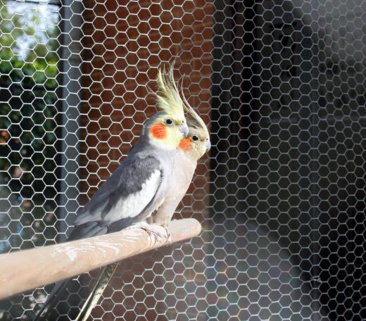 Outdoor aviaries allow birds plenty of space to fly.