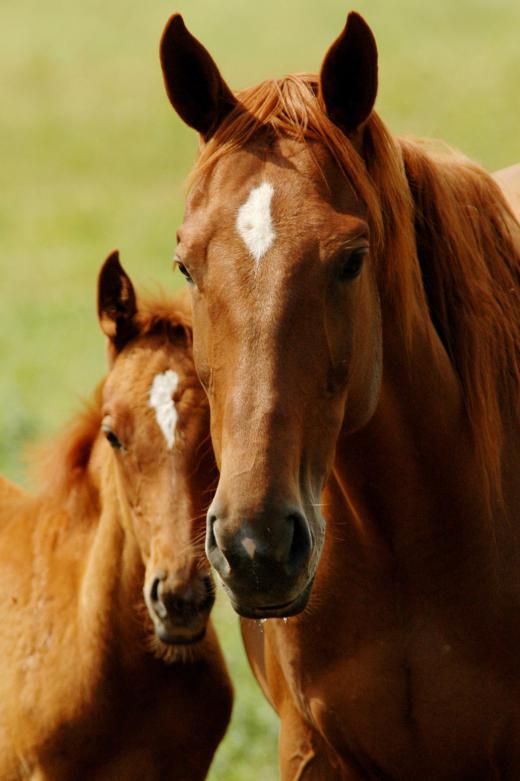 What a person would call a brown horse is broken down into bay and chestnut categories.