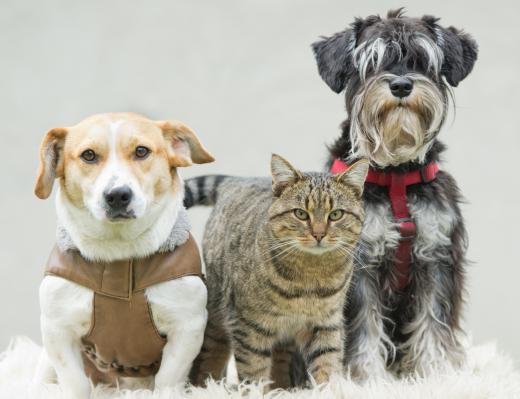 When traveling, never let your pets sit in a parked car on a hot day.