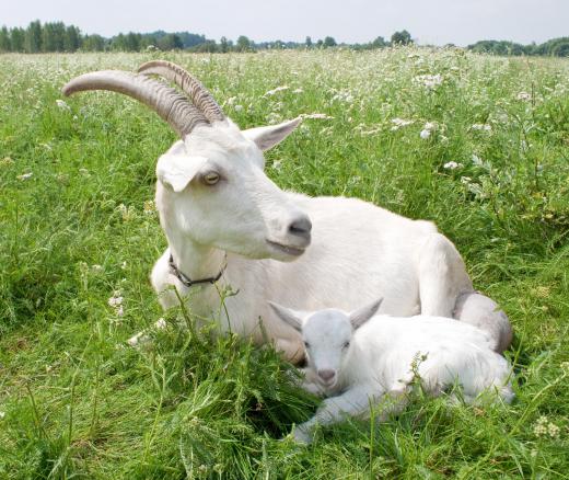 Healthy goats have clear eyes and a smooth, shiny coat.